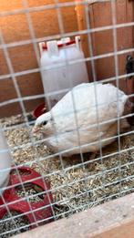 Kwartel, Dieren en Toebehoren, Pluimvee