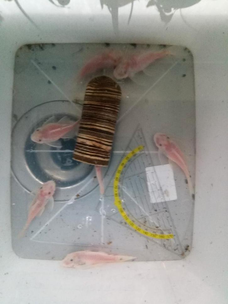 7 volwassen en bijna volwassen kweekgroep snowwhite. 2M en6V, Dieren en Toebehoren, Vissen | Aquariumvissen