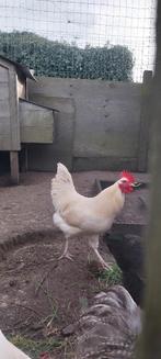 Prachtige haan koop/ruil, Dieren en Toebehoren, Kip