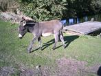 ezel, Dieren en Toebehoren, Paarden, Hengst, Gechipt