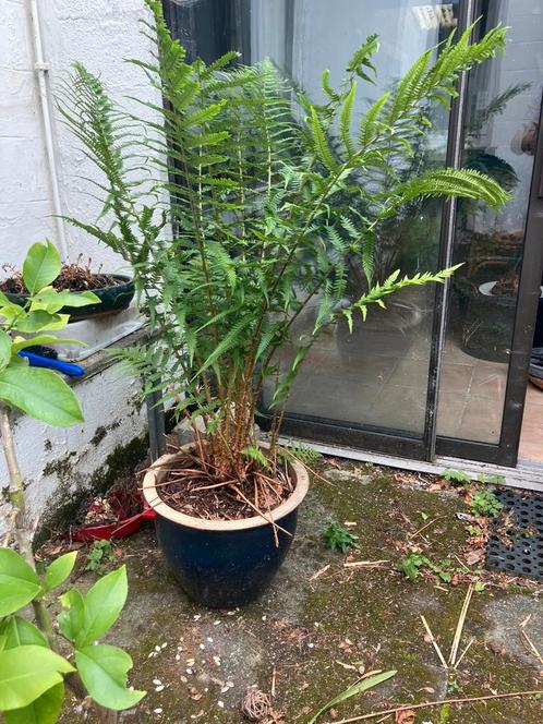 Tuinplanten en bamboestokken, Tuin en Terras, Planten | Tuinplanten, Varens, Ophalen