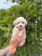 Prachtige maltipoo pups, Dieren en Toebehoren, België, Overige rassen, CDV (hondenziekte), 8 tot 15 weken