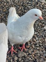 Kingduiven. King duiven, Dieren en Toebehoren, Geslacht onbekend