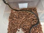 Couples bothrochilus albertisii python levre blanche, Dieren en Toebehoren, Reptielen en Amfibieën, Slang, 0 tot 2 jaar