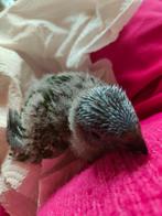 Lorybaby v d blauwe bergen, Dieren en Toebehoren, Vogels | Parkieten en Papegaaien, Papegaai, Pratend