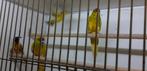 3-0 geel gezoomd kakariki, Dieren en Toebehoren, Vogels | Parkieten en Papegaaien, Mannelijk, Pratend, Parkiet