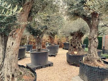 olijfbomen nieuwe lading