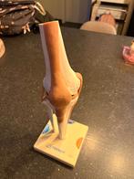 Anatomisch model knie, Ophalen, Gebruikt