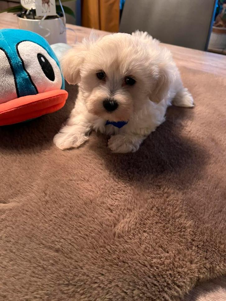 Lieve Maltipoos, Dieren en Toebehoren, Honden | Chihuahua's en Gezelschapshonden, Meerdere dieren, Overige rassen, Fokker | Hobbymatig