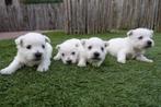 Prachtige West Highland white terriër pups (westie pups), Dieren en Toebehoren, Honden | Jack Russells en Terriërs, België, Overige rassen