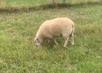 Lam ram, Dieren en Toebehoren, Schaap