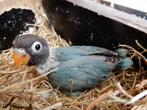 Dwergpapegaaitjes (Agapornis Personata) voor handopfok, Dieren en Toebehoren, Geringd