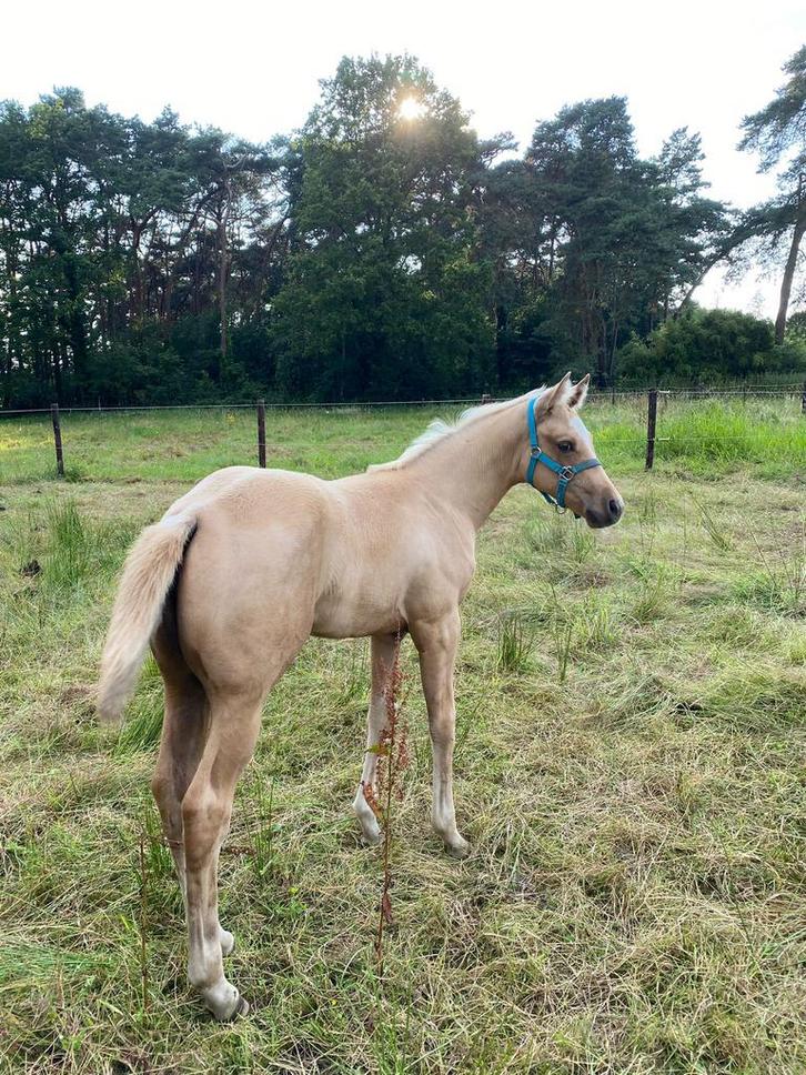 Quarter merrie, Dieren en Toebehoren, Paarden