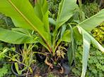 Ensete Ventricosum, Ophalen