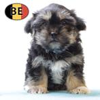 Shorkie (Shih tzu x Yorkshire) Belgische pups te koop, België, CDV (hondenziekte), 8 tot 15 weken, Meerdere