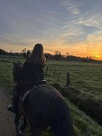 Paard te koop, Animaux & Accessoires, Chevaux, Jument