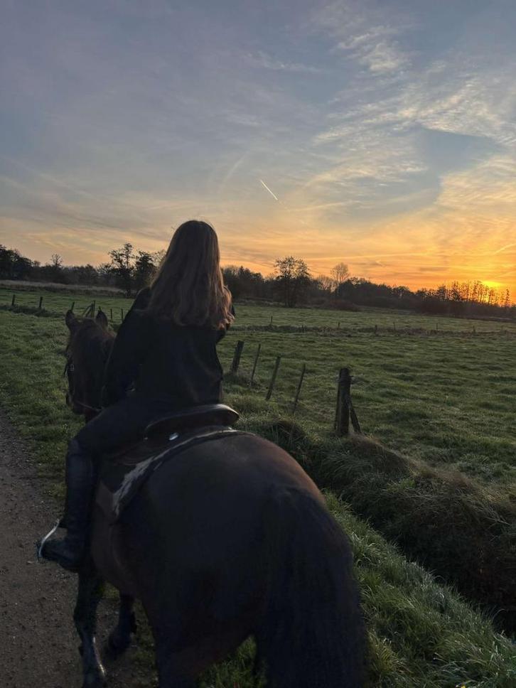 Paard te koop, Dieren en Toebehoren, Paarden, Merrie