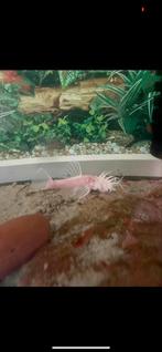 Ancistrius snow white, Dieren en Toebehoren