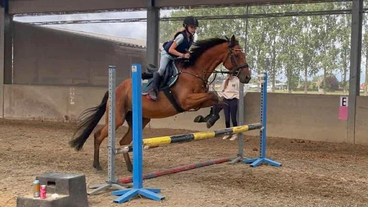 Lief, recreatief paard, Dieren en Toebehoren, Paarden, Ruin, Niet van toepassing, 165 tot 170 cm, 7 tot 10 jaar, Recreatiepaard