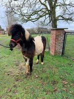 Pony’s, Dieren en Toebehoren, Pony's, Merrie