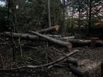 Brandhout gratis, Tuin en Terras, Brandhout, Minder dan 3 m³, Ophalen, Overige houtsoorten, Stammen