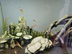 Aquarium (vissen)