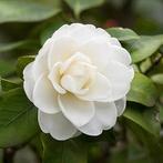 Camelia wit, Ophalen