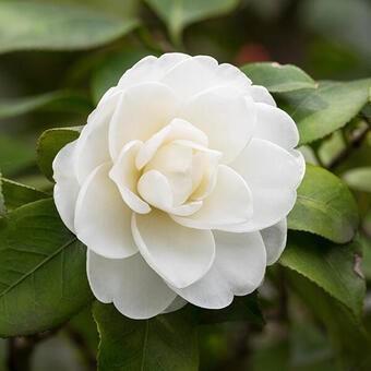 Camelia wit, Tuin en Terras, Planten | Struiken en Hagen, Ophalen