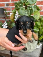 Mooie ruwharige dwerg teckel pups particulier, België, Particulier, 8 tot 15 weken, CDV (hondenziekte)