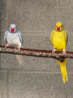 Halsbandparkiet, Dieren en Toebehoren
