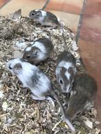 6 jonge gerbils pups, Dieren en Toebehoren, Knaagdieren, Mei, Meerdere dieren, Overige typen, Tam