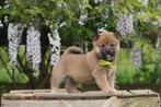 Chiots Shiba Inu, chiens super intelligents, Animaux & Accessoires, Plusieurs, Chien de traîneau, Parvovirose, Belgique