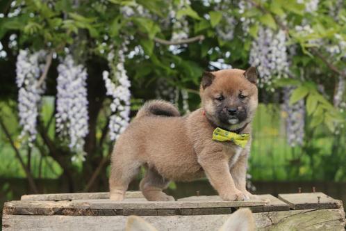 Shiba Inu pups, super intelligente honden, Dieren en Toebehoren, Honden | Poolhonden, Keeshonden en Oertypen, Meerdere dieren