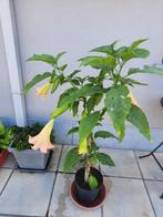 Brugmansia, Tuin en Terras, Planten | Tuinplanten, Ophalen