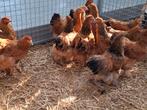brahma kippen in verschillende kleuren