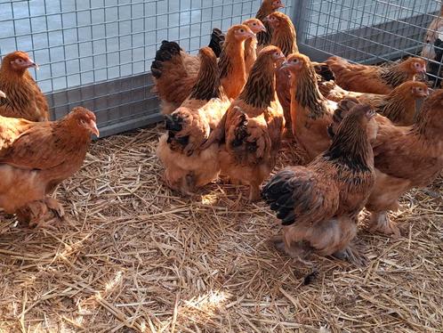 brahma kippen in verschillende kleuren, Dieren en Toebehoren, Pluimvee, Kip, Vrouwelijk