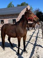 Draagmerries, Dieren en Toebehoren, Merrie, Onbeleerd, 160 tot 165 cm, Gechipt