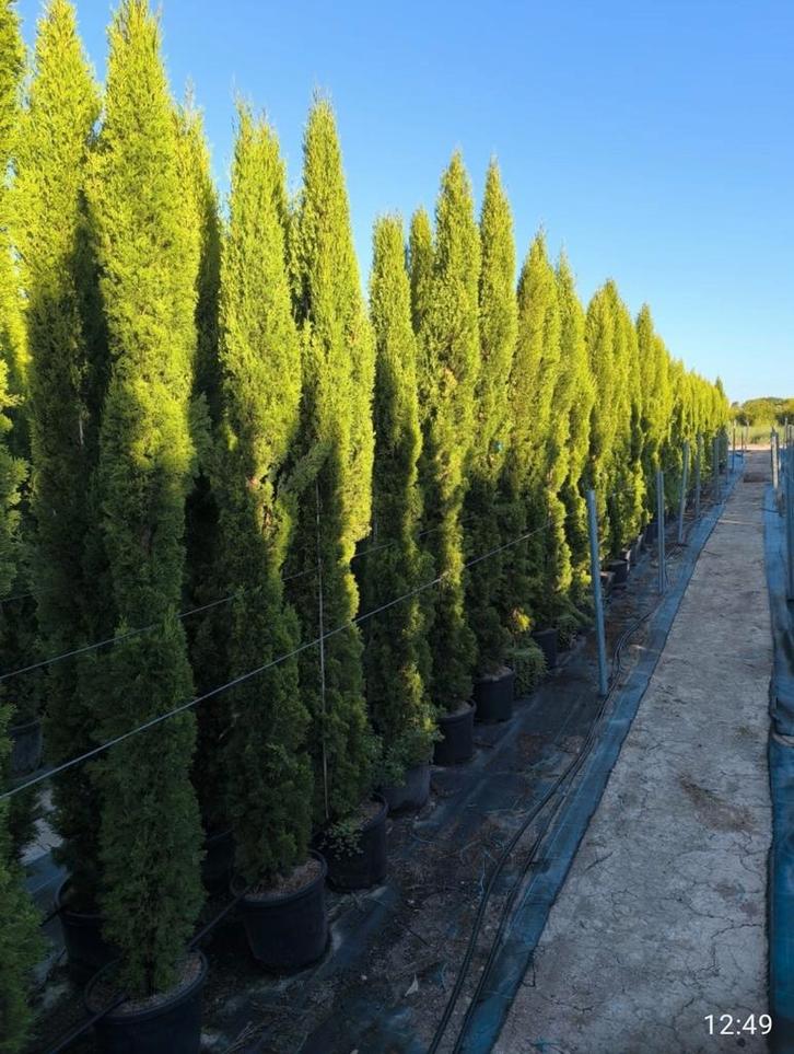 cypres Totem, Tuin en Terras, Planten | Struiken en Hagen, Ophalen of Verzenden