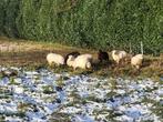 Quessant ooien, Dieren en Toebehoren