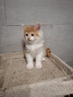 Maine coon kittens, Kater, Gechipt, 0 tot 2 jaar