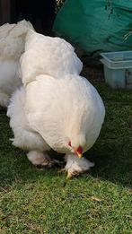 Brahma lemon pyle broedeieren, Geslacht onbekend, Kip