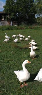 jonge witte ganzen, Dieren en Toebehoren, Pluimvee, Meerdere dieren, Gans of Zwaan