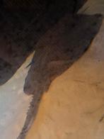 Grote parelrog en grote tijgermeerval, Dieren en Toebehoren, Vis, Zoetwatervis