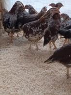 porselein leghorn aan de leg begonnen, Dieren en Toebehoren, Pluimvee, Vrouwelijk, Kip