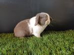 Volwassen handtamme vrouwelijke minilop konijn, Animaux & Accessoires, Lapins, Oreilles tombantes, Femelle, Nain, 0 à 2 ans