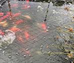 Goudvissen uit vijver allemaal +20 cm, Dieren en Toebehoren, Goudvis(sen)