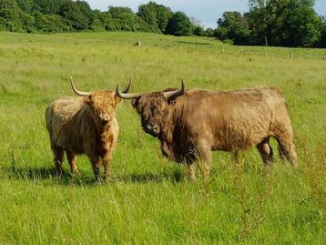 VISITE FERME ELEVAGE HIGHLAND CATTLE en Gaume