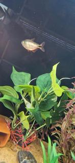 1 Hyphessobrycon Anisitsi (karperzalm), Vis