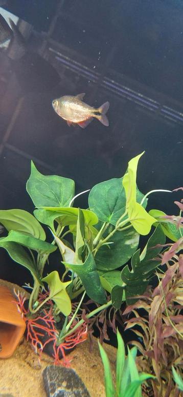 1 Hyphessobrycon Anisitsi (karperzalm) beschikbaar voor biedingen