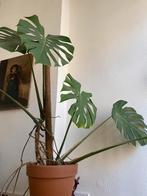 Monstera deliciosa, Enlèvement